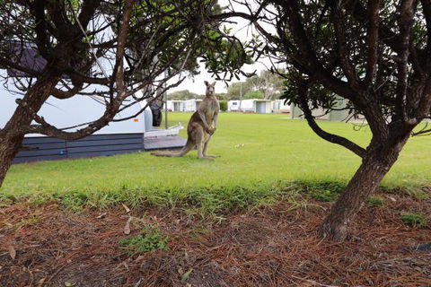 Anglesea Family Caravan Park - Holiday Sunshine Coast 3