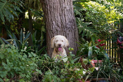 An Oasis In The City - Holiday Sunshine Coast 5