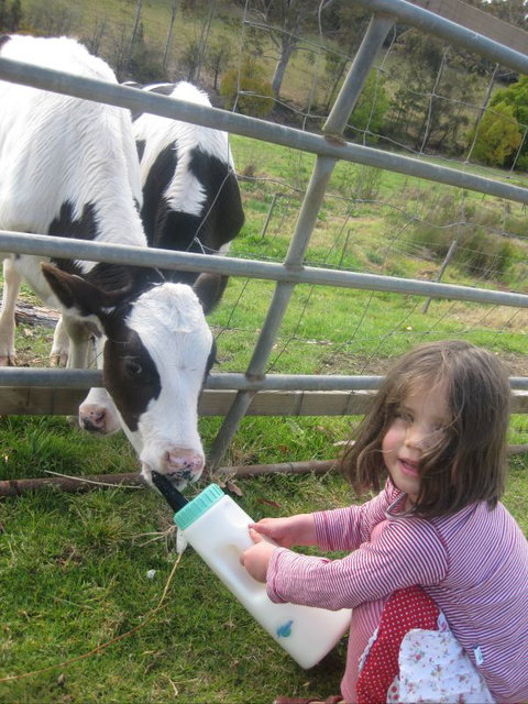 Bodalla Dairy Shed - Holiday Sunshine Coast 3