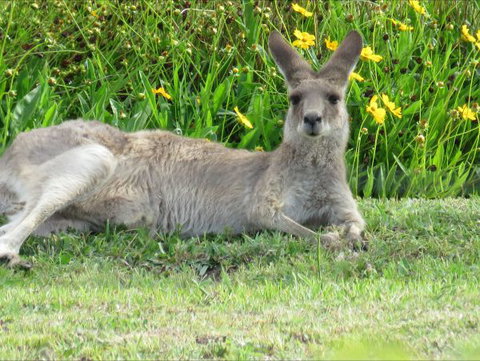 Grovely House Bed And Breakfast - Sunshine Coast Tourism 9