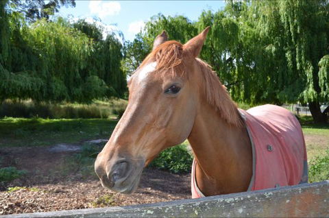 Hawthorn Lodge - Holiday Sunshine Coast 2