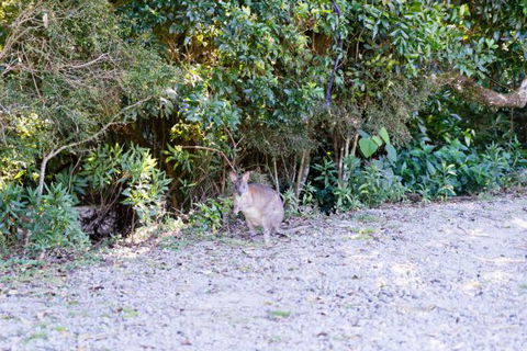 Lamington National Park Camping Ground - Sunshine Coast Tourism 1