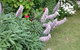 Padthaway Caravan Park - thumb 9