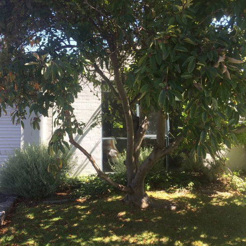 Sea-Ena - Sunshine Coast Tourism 2