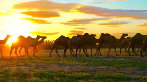 Shandonvale Station - Sunshine Coast Tourism 4
