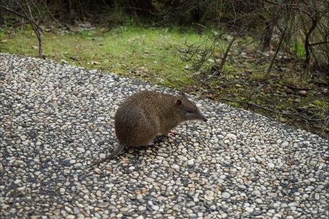 Southern Ocean Retreats - Ridgetop Retreats - Sunshine Coast Tourism 3