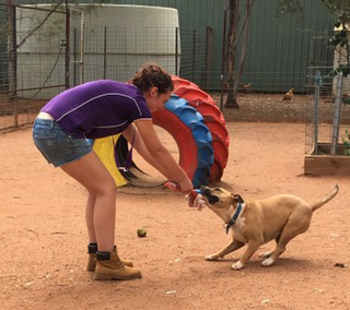 Pinecrest Boarding Kennels & Cattery - Sunshine Coast Tourism 0