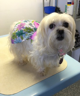 Pinecrest Boarding Kennels & Cattery - Sunshine Coast Tourism 1