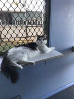 Pinecrest Boarding Kennels & Cattery - Sunshine Coast Tourism 2