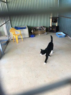 Pinecrest Boarding Kennels & Cattery - Sunshine Coast Tourism 3