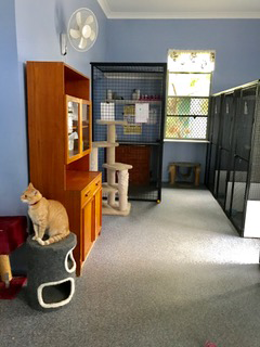 Pinecrest Boarding Kennels & Cattery - Sunshine Coast Tourism 4