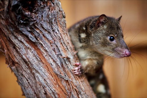 Great Ocean Ecolodge - Sunshine Coast Tourism 4