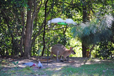 Halcyon Retreat - Sunshine Coast Tourism 8