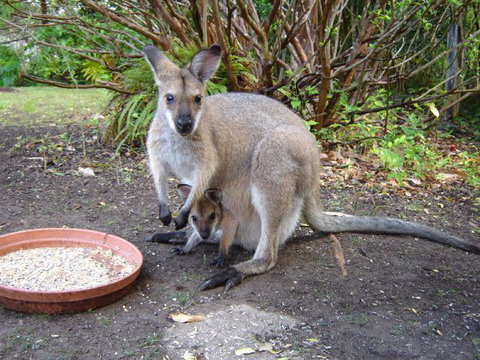 Halcyon Retreat - Sunshine Coast Tourism 9