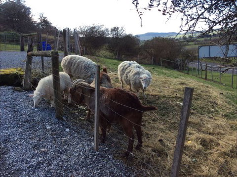 Mole Creek Cabins - Sunshine Coast Tourism 3