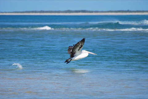 North East River Camping Ground - Holiday Sunshine Coast 5