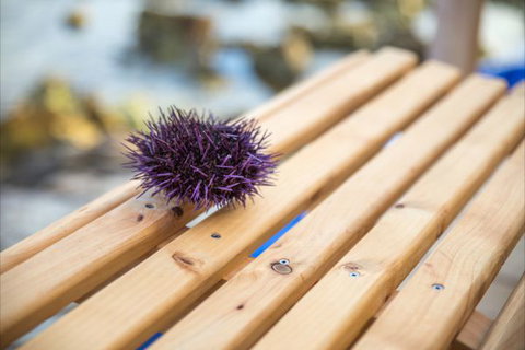 Picnic Island - Sunshine Coast Tourism 8