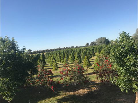 Rutherglen Christmas Trees Farm Stay - Sunshine Coast Tourism 0