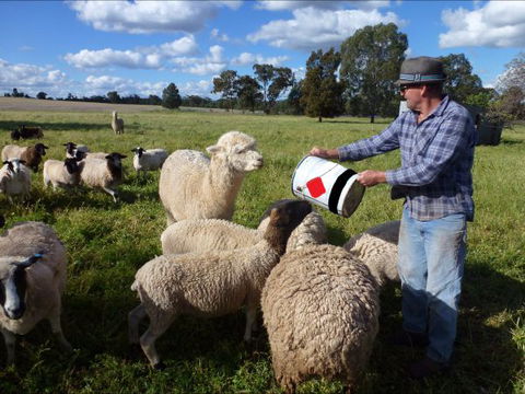 Selby Organic Farm Stay - Holiday Sunshine Coast 6