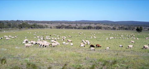 Selby Organic Farm Stay - Holiday Sunshine Coast 7