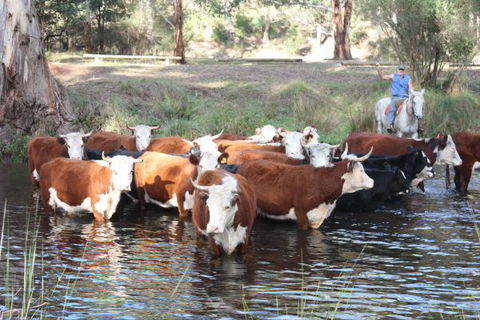 Stockyard Creek - Sunshine Coast Tourism 3