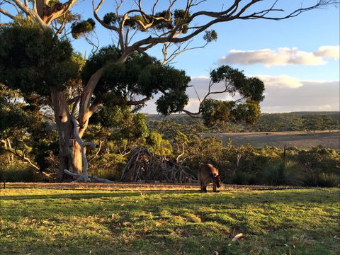 Tammar Ridge - Sunshine Coast Tourism 2