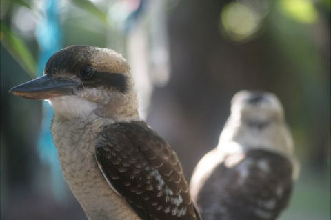 Takarakka Bush Resort Carnarvon Gorge - Holiday Sunshine Coast 5