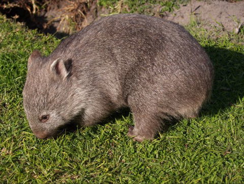 The Patriarch Wildlife Sanctuary Camping Ground - Sunshine Coast Tourism 2