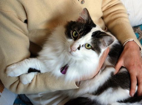 Pet Buddy - Sunshine Coast Tourism 0