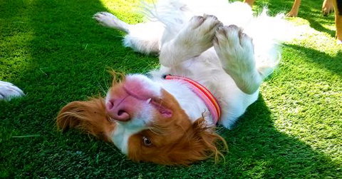 Pet Buddy - Sunshine Coast Tourism 1