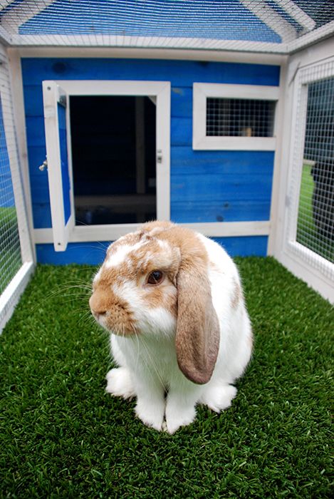 Pet Buddy - Sunshine Coast Tourism 2