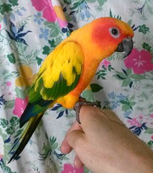 Pet Buddy - Sunshine Coast Tourism 3