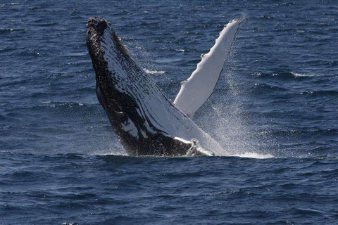 Bayview Apartments - Holiday Sunshine Coast 1