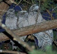 BIG4 Kelso Sands Holiday  Native Wildlife Park - Sunshine Coast Tourism