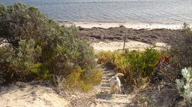 WindSong Beach House - Sunshine Coast Tourism 0