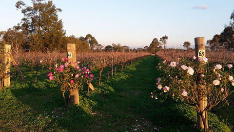 Emmas Cottage Vineyard - Holiday Sunshine Coast 1