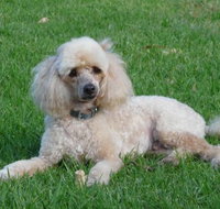 Garden City Motor Inn - Sunshine Coast Tourism