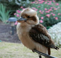 Glenbar Cottage - Holiday Sunshine Coast