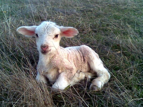 Glendara Cottage - Sunshine Coast Tourism 1