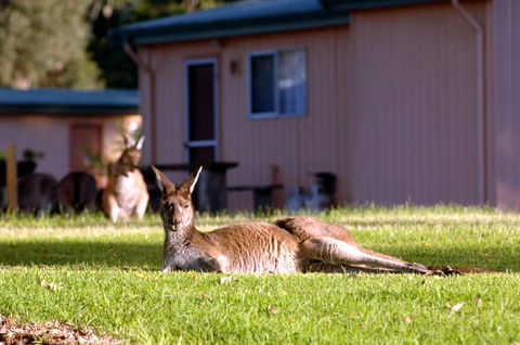 Kalgan River Chalets And Caravan Park - Holiday Sunshine Coast 0
