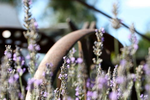 Killarney View Cabins And Caravan Park - Sunshine Coast Tourism 6