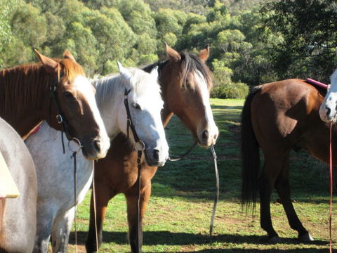 Reynella Kosciusko Rides Homestead - Sunshine Coast Tourism 4
