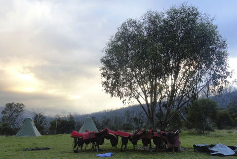 Reynella Kosciusko Rides Homestead - Sunshine Coast Tourism 9