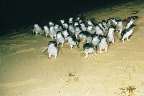 BIG4 Phillip Island Caravan Park - Sunshine Coast Tourism 7