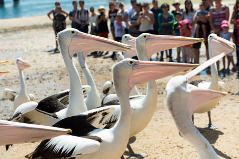 BIG4 Phillip Island Caravan Park - Sunshine Coast Tourism 11