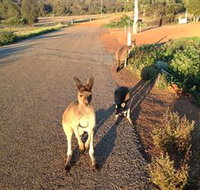 Bindoons Windmill Farm - Sunshine Coast Tourism