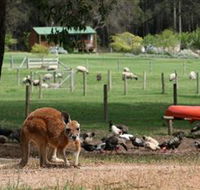 Diamond Forest Cottages and Farm Stay - Sunshine Coast Tourism
