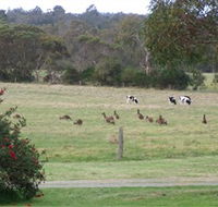 Woody Grange Chalets - Sunshine Coast Tourism