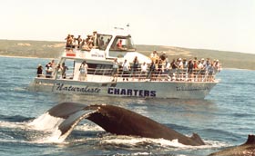 Yallingup Beach Holiday Park - Sunshine Coast Tourism 2