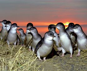 BIG4 Phillip Island Caravan Park - Sunshine Coast Tourism 1